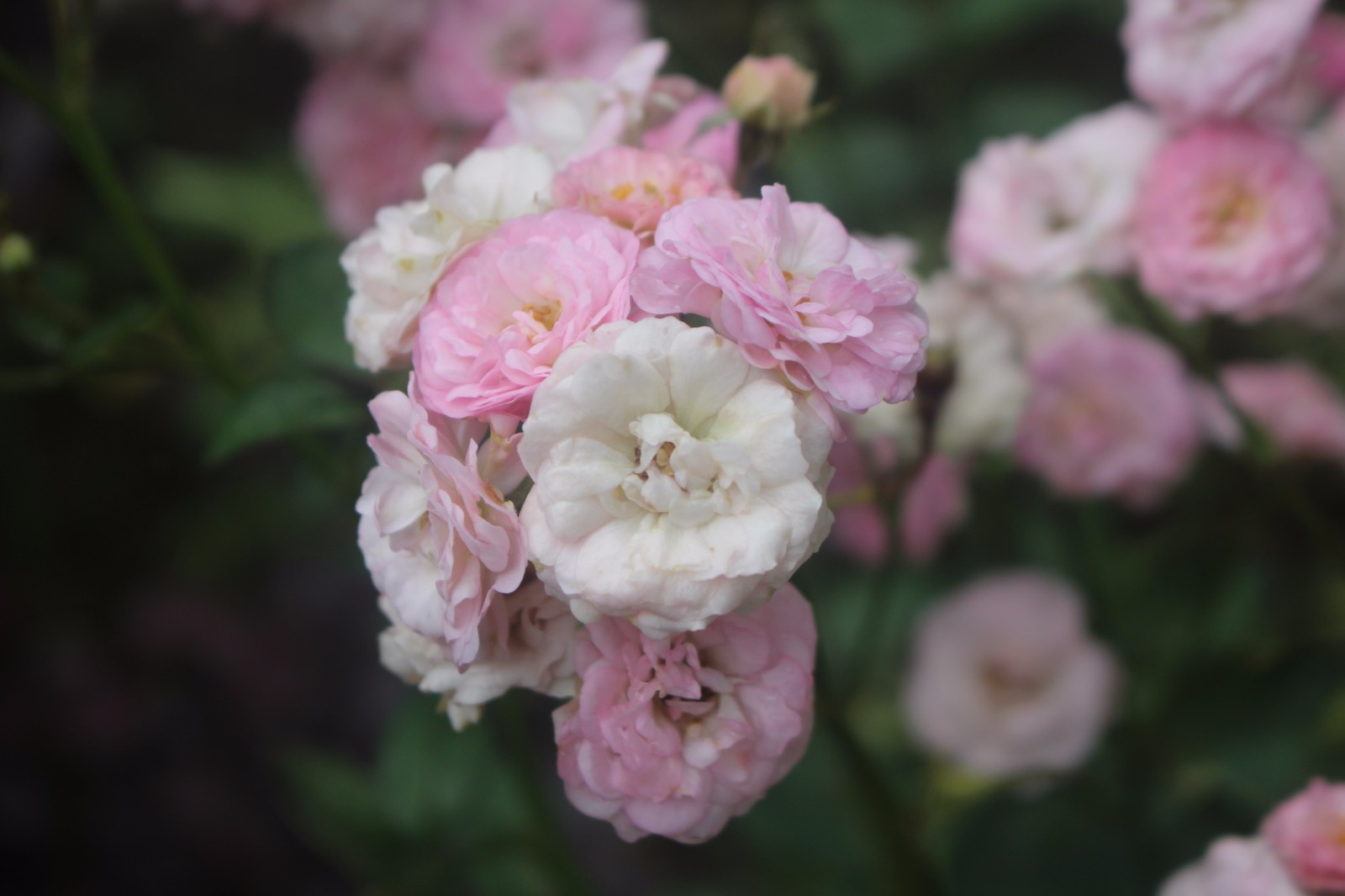 1516346677129435.jpg 1516346677129435.jpg